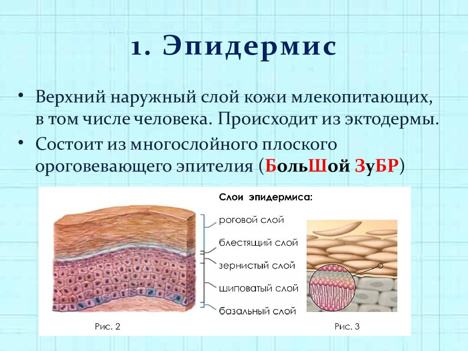 Кожа наружный покровный орган 8 класс презентация