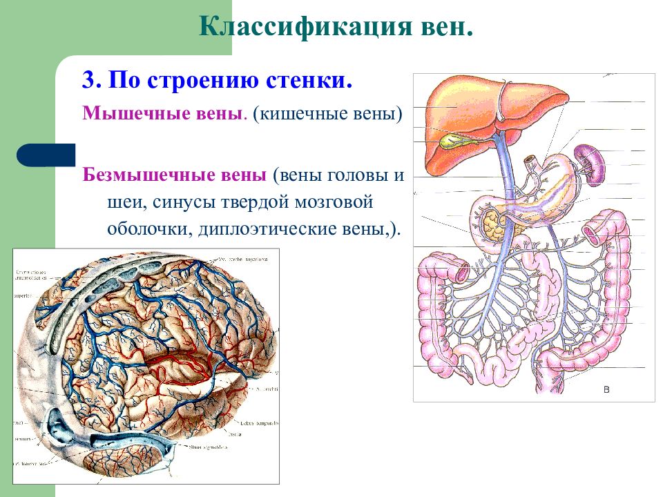 Тест анатомии 1 курс. Классификация вен по строению. Вены классификация анатомия. Анатомия 1 курс. Лекция по анатомии 1 курс.