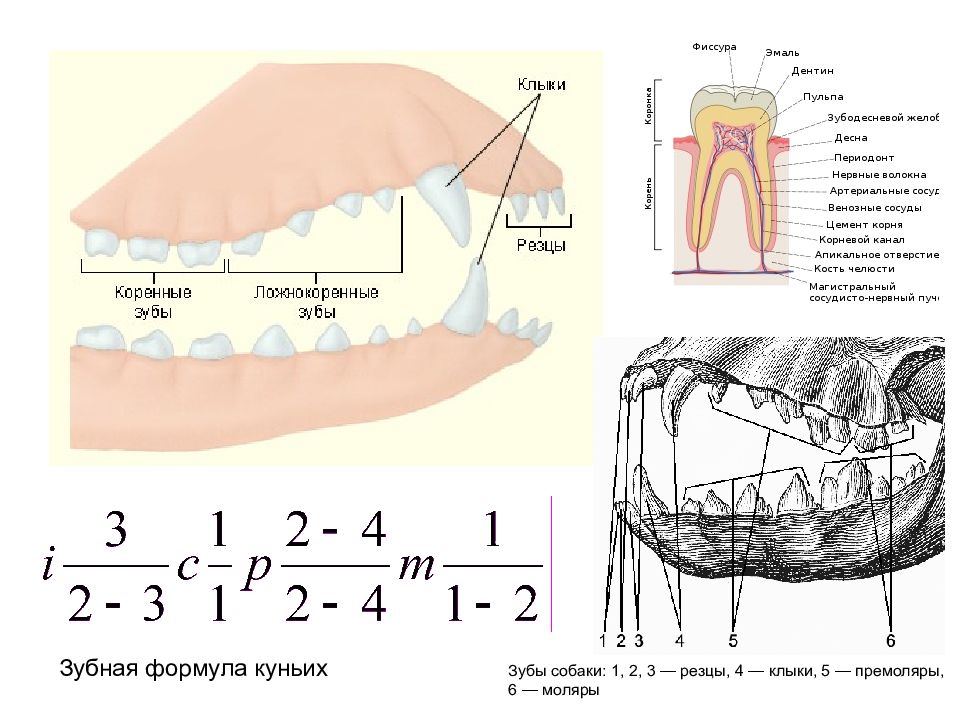 Зубы млекопитающих картинки