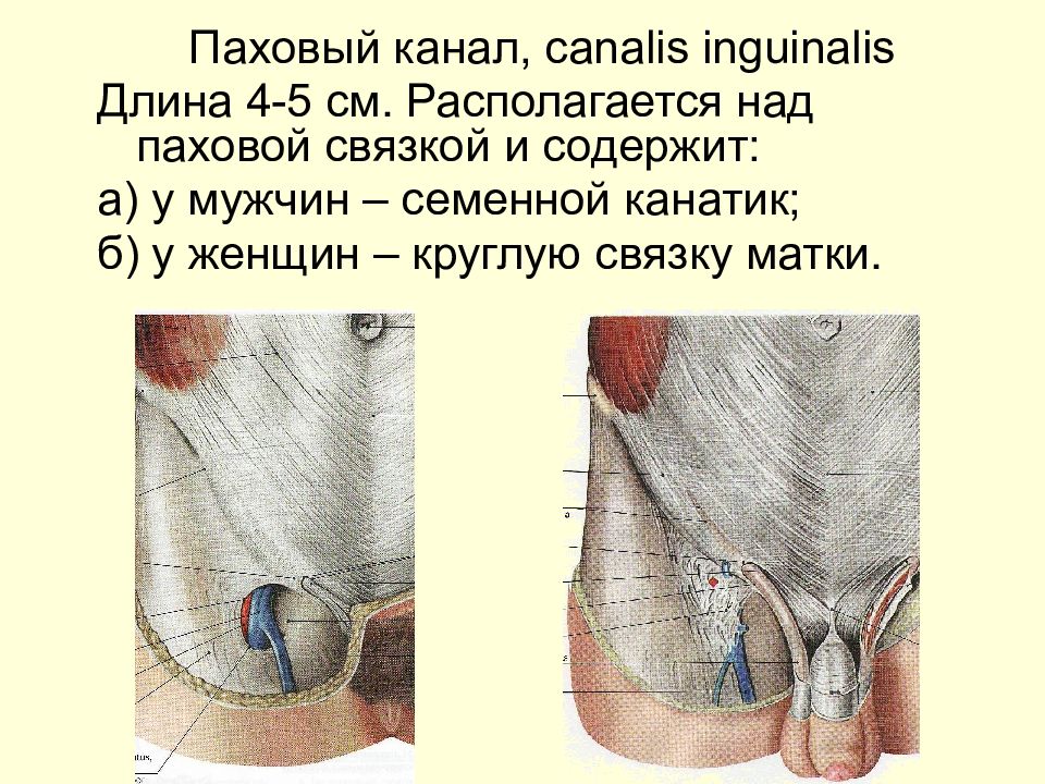 Паховый канал анатомия у мужчин схема