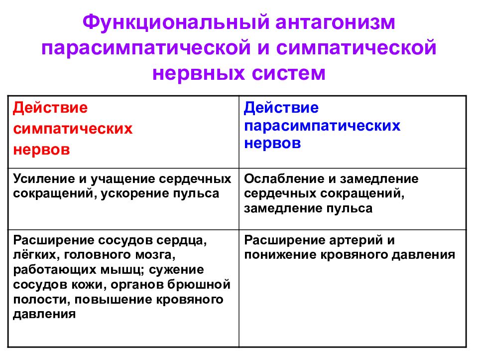 Соматическая и вегетативная нервная система презентация 8 класс