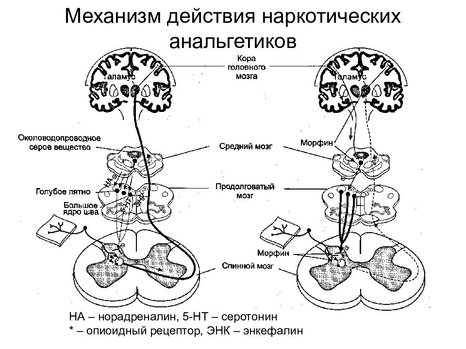 Механизм анальгетиков. Механизм действия наркотических препаратов. Наркотические анальгетики механизм. Механизм действия наркотических анальгетиков. Механизм обезболивающего действия наркотических анальгетиков.