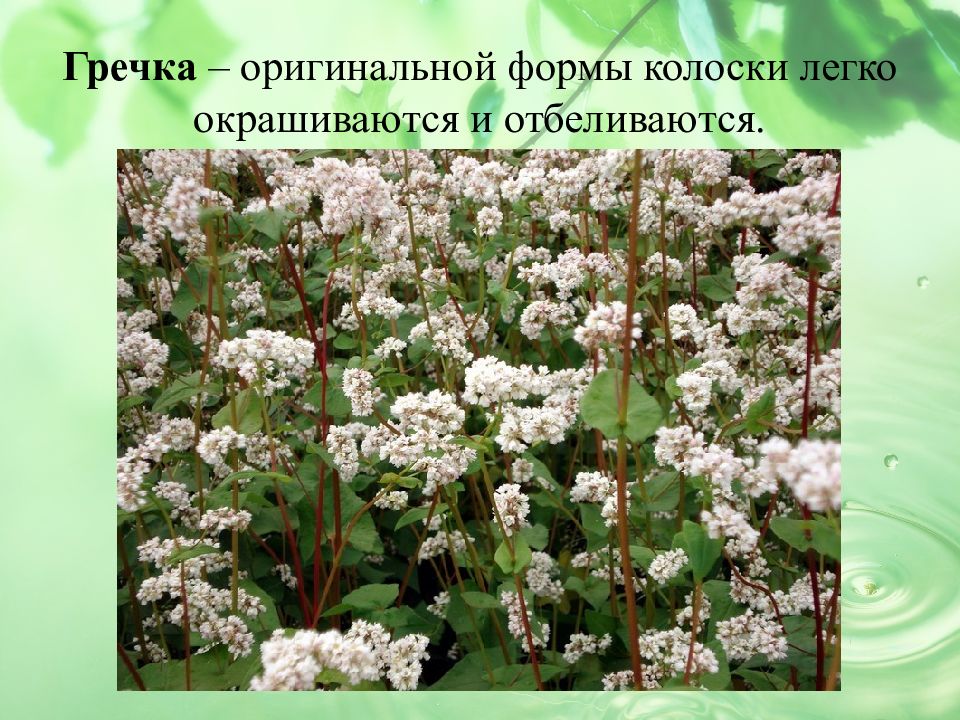 Гречиха 9. Гречиха деметра. гречиха красностебельная. гречиха девятка. алтай сухоцветы гречиха.