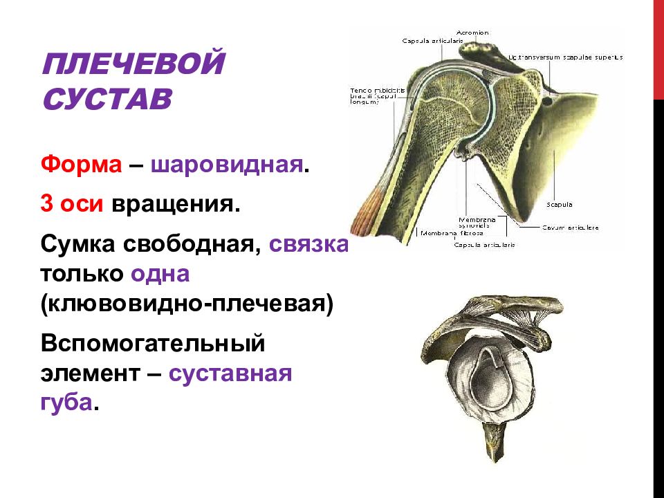 Плечевой сустав характеристика по плану