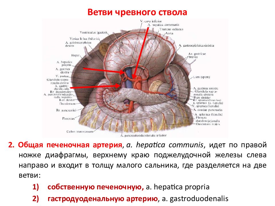 Чревный ствол анатомия схема