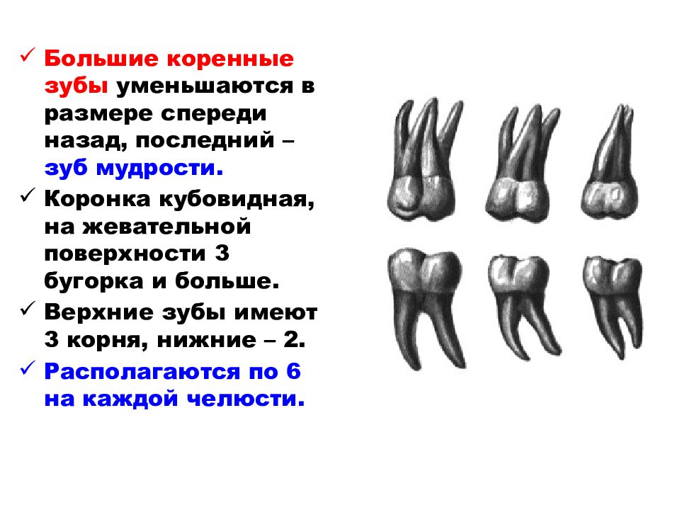 Второй большой коренной зуб. Строение коренного зуба.