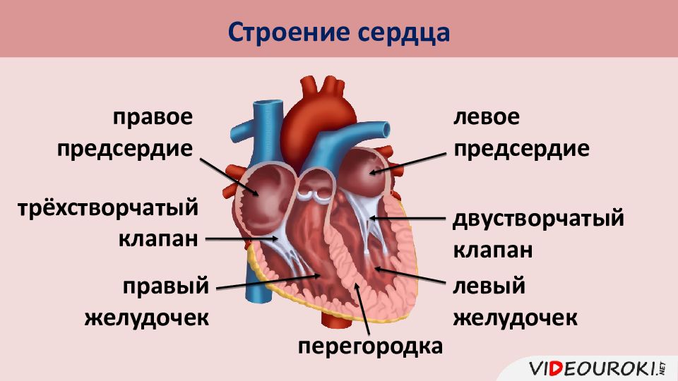 Строение сердца человека схема с описанием и круги кровообращения