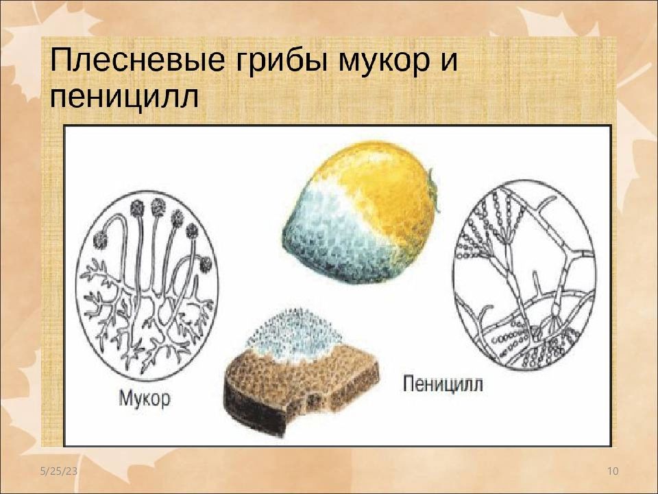 Какой организм изображен на рисунке шляпочный гриб дрожжи пеницилл сморчок