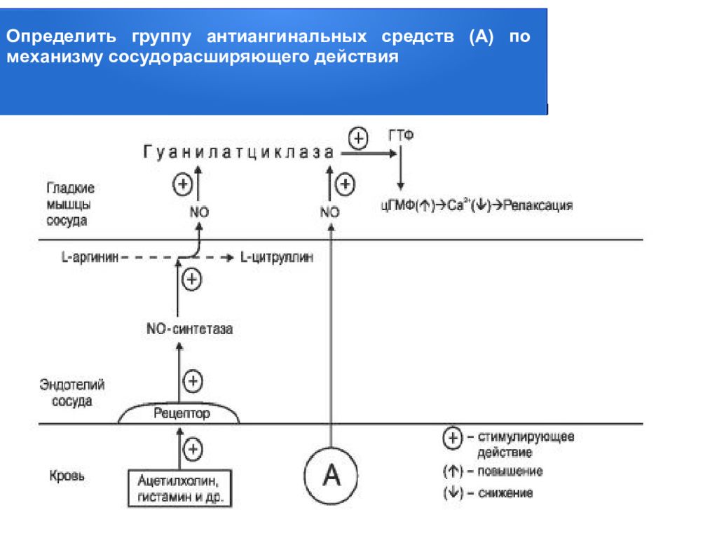 Укажите механизм действия. Механизм действия антиангинальных средств. Антиангинальные средства механизм действия схема. Точки приложения действия антиангинальных средств. Механизм действия антиангинальных препаратов.