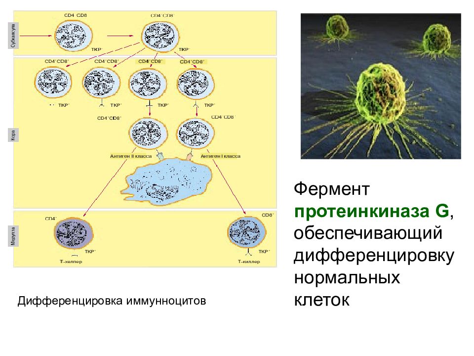 Дифференцировкой структуры. Механизмы дифференцировки клеток. Схема дифференцировки т клеток. Дифференцировка это в биологии. Дифференцировка НК клеток.