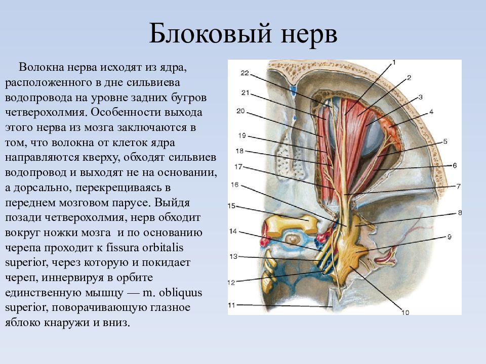 Ход глазодвигательного нерва схема