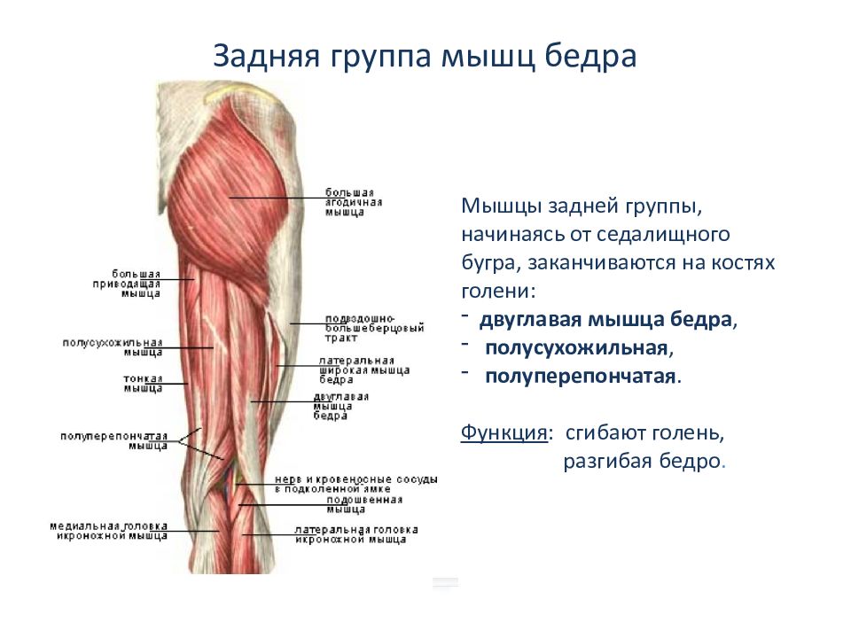 Двуглавая мышца бедра анатомия картинки