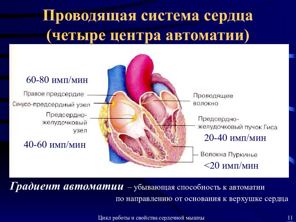 Механизм сердца. Предсердно-желудочковый узел проводящей системы сердца расположен. Проводящая система сердца. Автоматия сердца.. Проводящая система сердца автоматизм. Механизм автоматии сердца физиология.