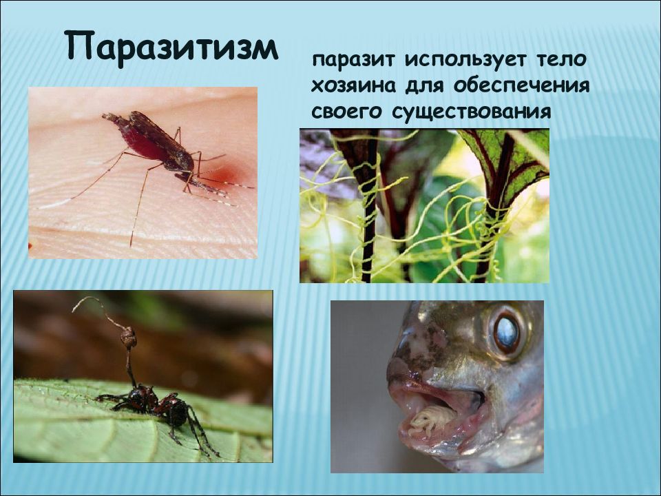 Паразитизм примеры с картинками