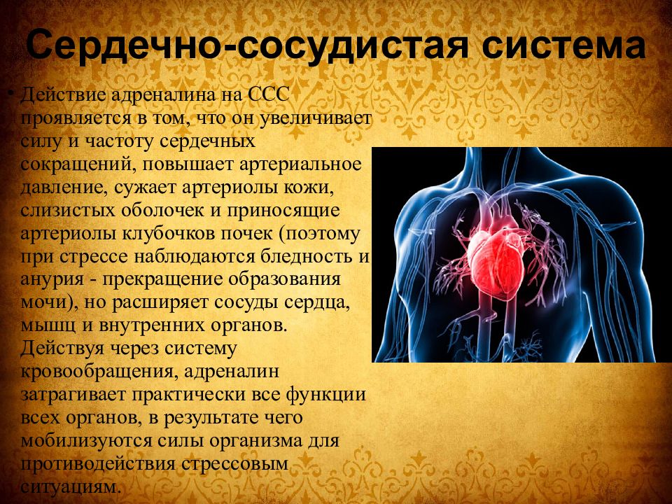 Сосудистые влияния. Сердечно сосудистая система презентация. Презентация на тему сердечно сосудистая система. Презентация на тему сердечно сосудистая система человека. Действие адреналина на сердечно сосудистую систему.