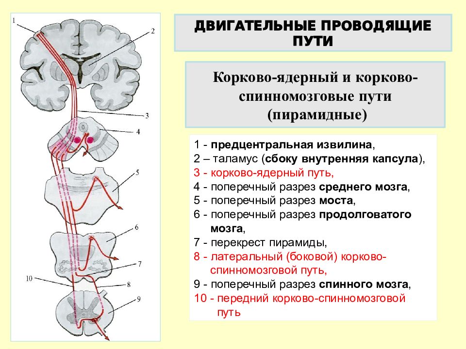 Латеральный корково спинномозговой