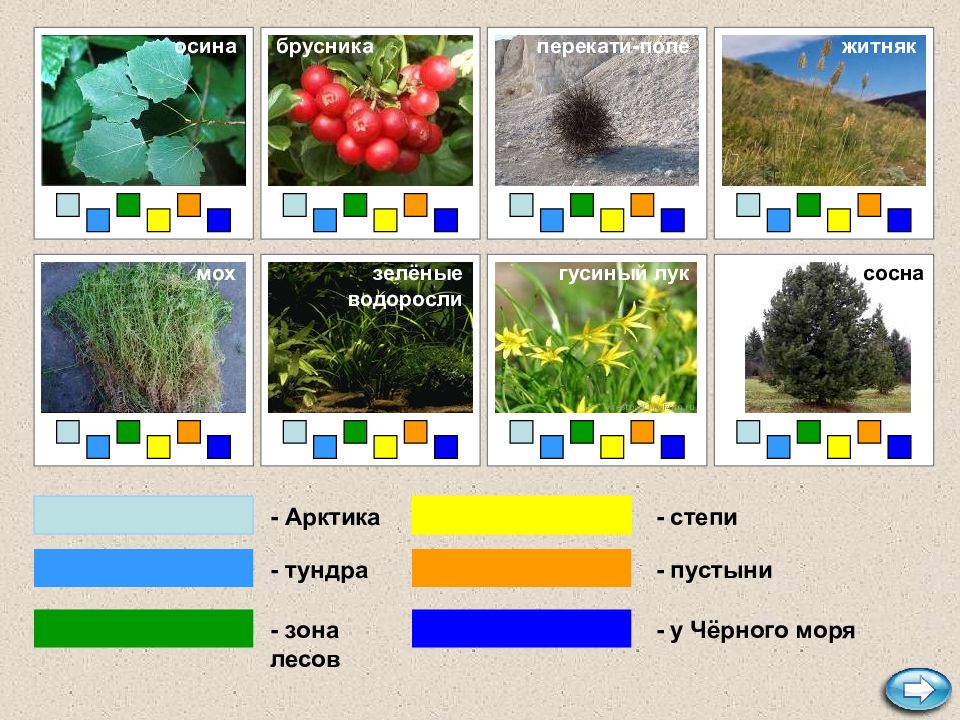 Примеры растений в разных природных зонах