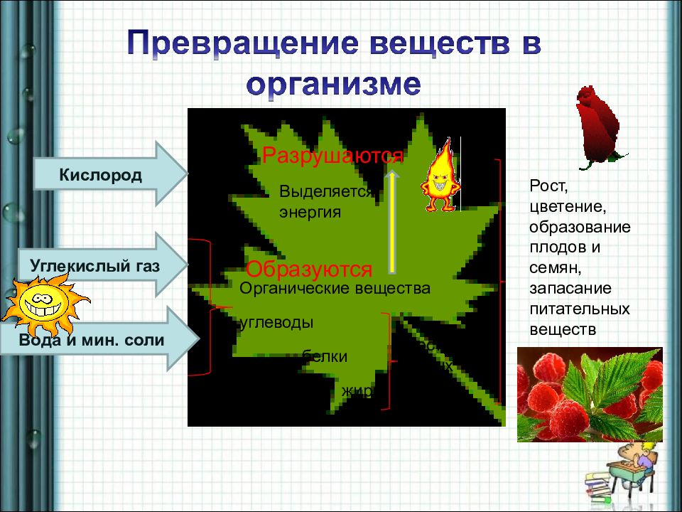 Обмен веществ у ели. Превращение веществ у растений. Превращение энергии у растений. Процессы превращения энергии в растениях. Углекислый ГАЗ + питательные вещества = вода + кислород.