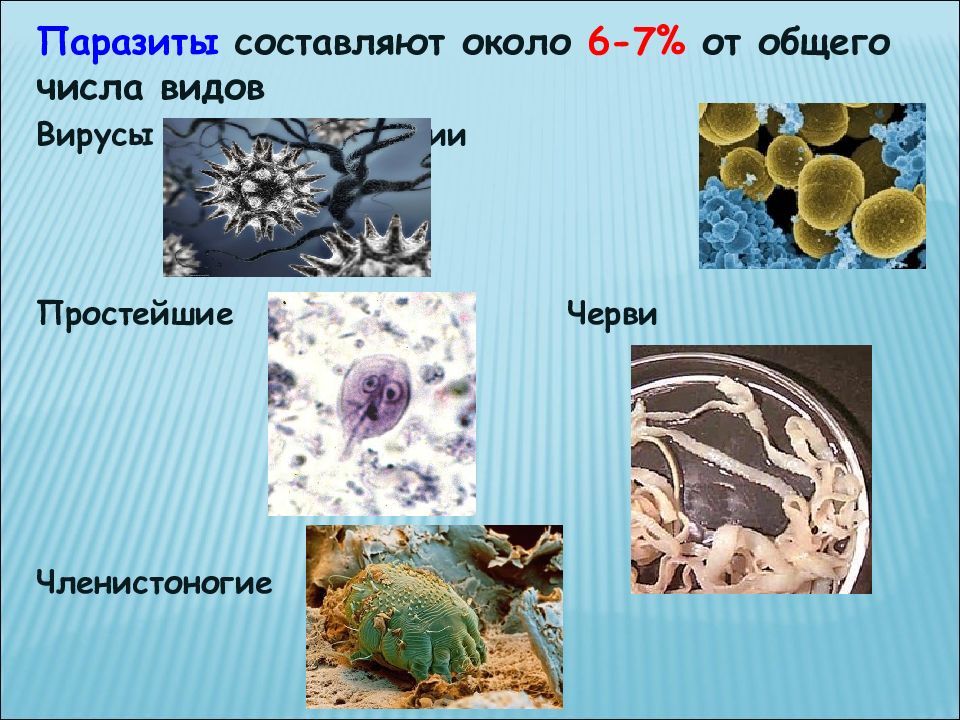 Паразитология картинки для презентации