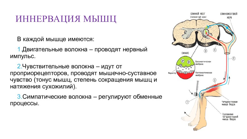 Иннервация это простыми. Схема иннервации скелетной мышцы. Схема иннервации мышц речевого аппарата. Иннервация скелетной мышцы физиология. Иннервация это в анатомии.