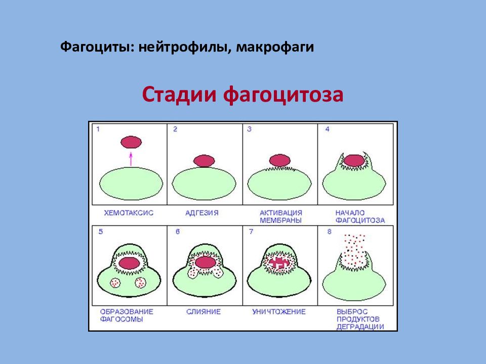 Стадии фагоцитоза рисунок