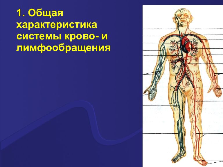 Лимфообращение. Система крово и лимфообращения. Органы крово лимфообращения. Структура крово и лимфообращения. Функции.систем крово- и лимфообращения.