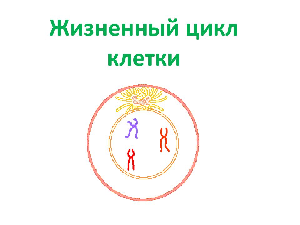 Жизненный цикл клетки
