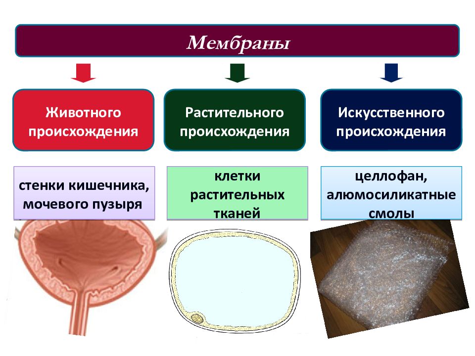 Кишечный мочевой пузырь. Искусственные мембраны. Синтетические мембраны. Искусственные мембраны в медицине. Искусственные мембраны биофизика.