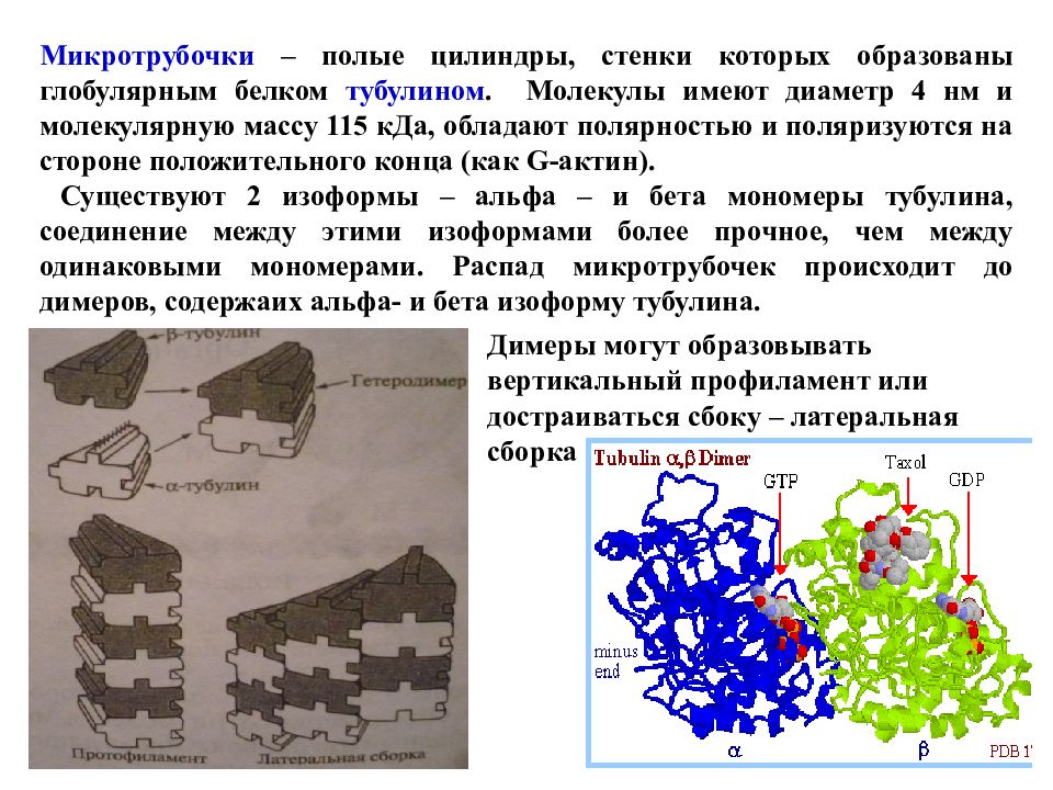 Синтез белков тубулинов. Тубулин белок глобуляр. Синтез белков тубулинов активируется в. Синтез белка тубулина происходит в периоде. Синтез белков для построения микротрубочек.