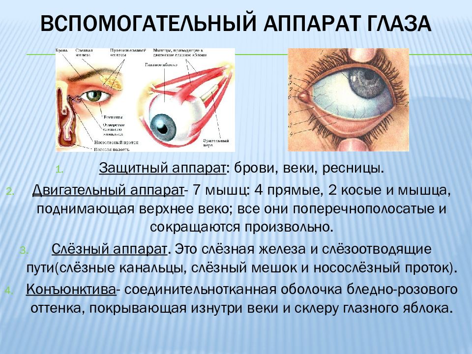 Зрительная сенсорная система презентация