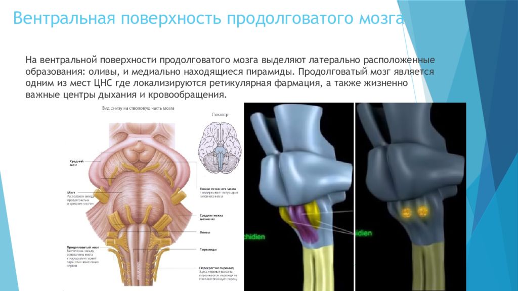 Продолговатый мозг расположен. Вентральная поверхность ствола головного мозга. Структуры вентральной поверхности продолговатого мозга. Продолговатый мозг вентральная поверхность строение. Образование латеральной поверхности продолговатого мозга.