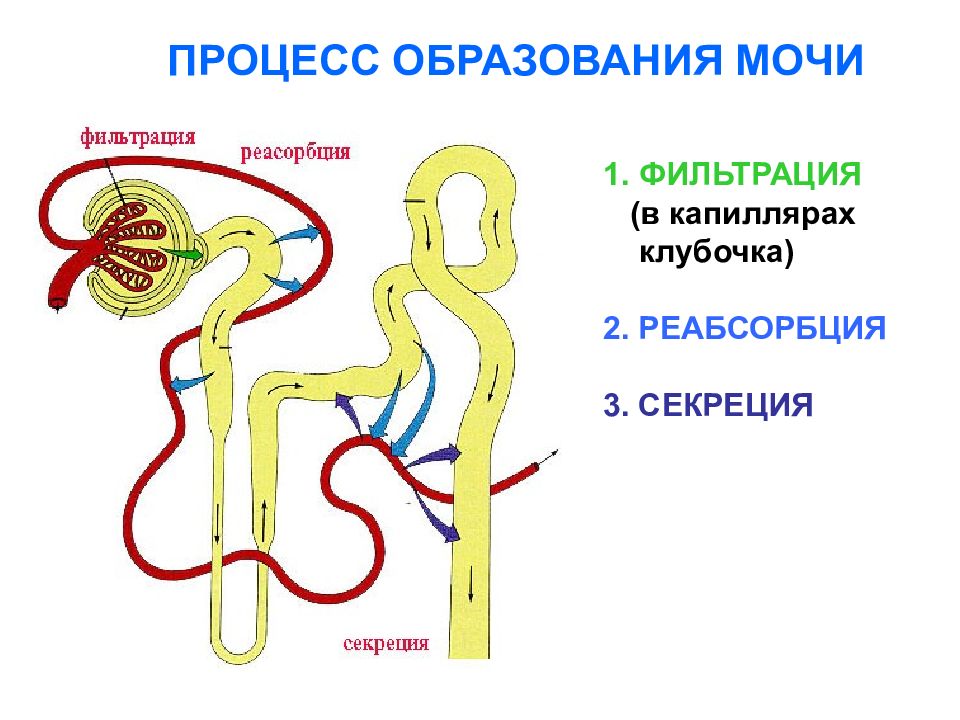 Схема реабсорбции в нефроне