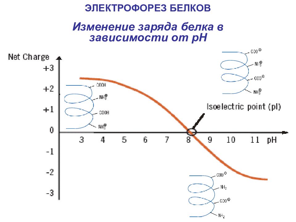 Изменение заряда. Изменение заряда белка в зависимости от РН среды. Электрофорез белков зависимость от заряда. Зависимость заряда белков от РН среды.