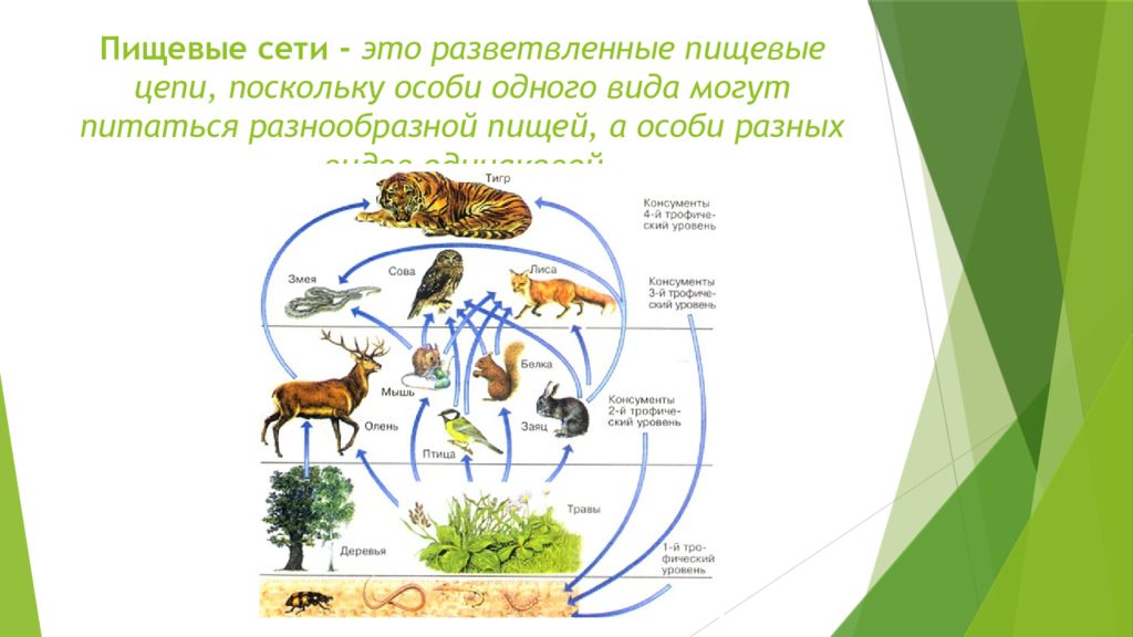 Чем отличается пищевая сеть от пищевой сети. Сеть питания биология 5 класс. Схема пищевой сети. Схема цепи питания биогеоценоза. Пищевая сеть это в биологии.