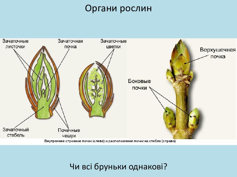 Почечные чешуи защищают зачаточный побег