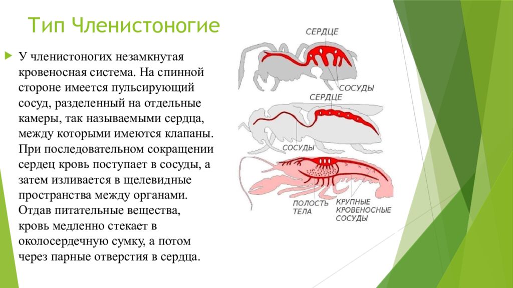 Эволюция беспозвоночных презентация