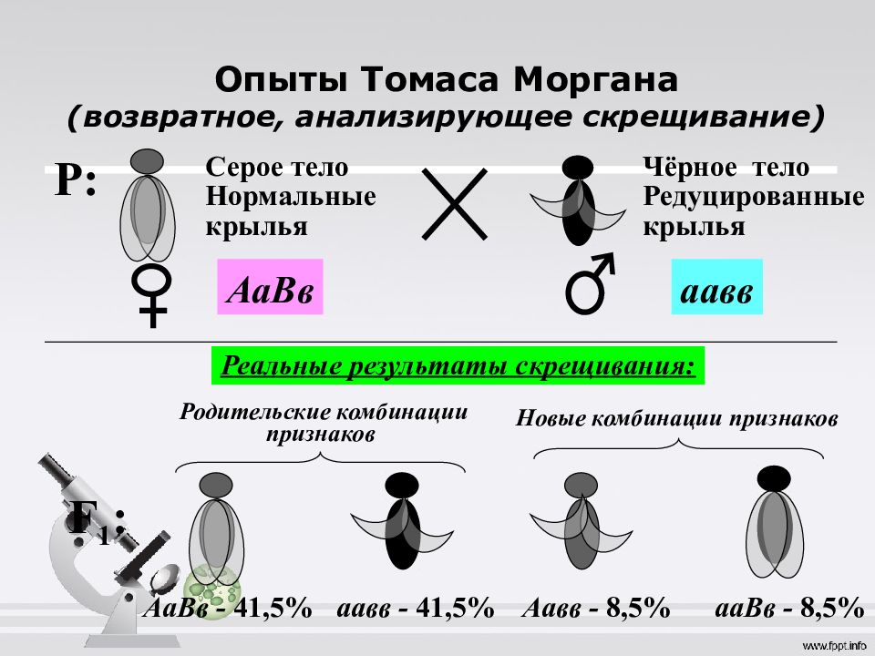 Кроссинговер у дрозофилы