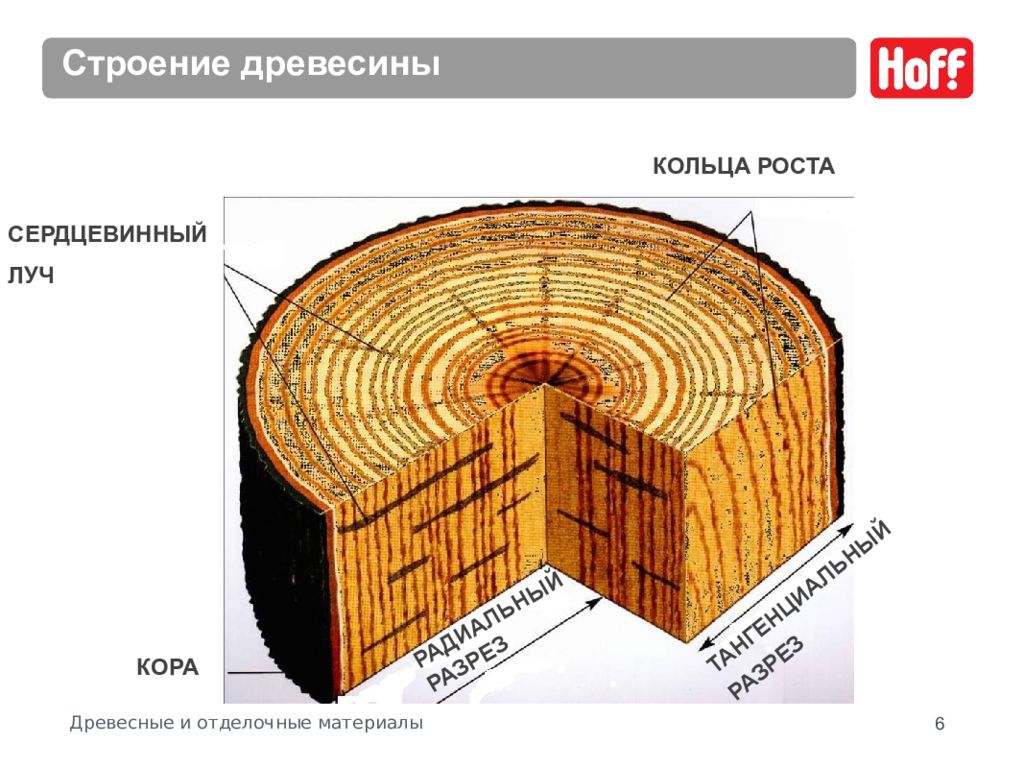 Расположение древесины. Тангентальный разрез древесины сосны. Строение сердцевинных лучей древесины. Сердцевина ядро заболонь камбий Луб кора. Строение луба и древесины.