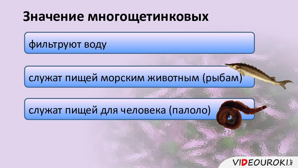Значение в природе многощетинковых. Значение в природе многощетинковых