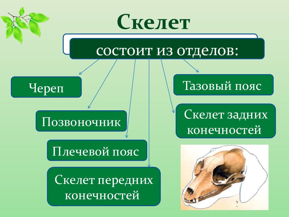 Класс млекопитающие скелет. Скелет конечностей млекопитающих. Скелет поясов конечностей млекопитающих. Общая характеристика класса млекопитающие презентация.