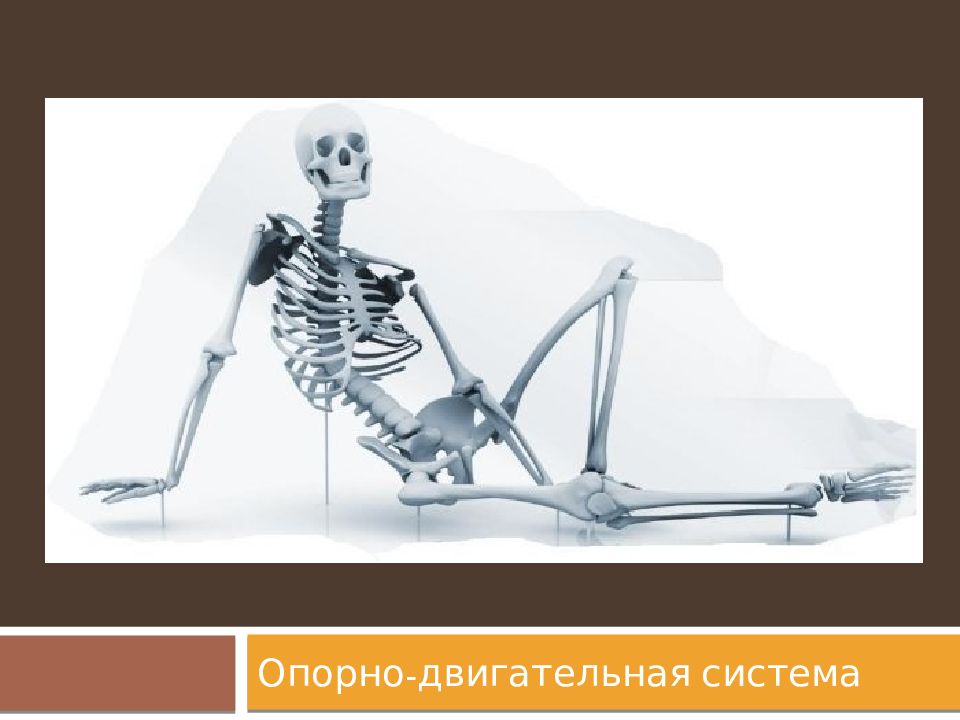 Опорно-двигательная система