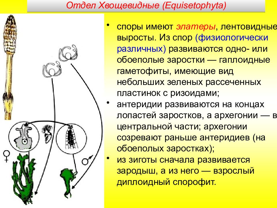 Гаметы образуются в гаметофите. Эндосперм хвоща. Выросты элатеры. Отдел Плауновидные Хвощевидные и Папоротниковидные. Отдел Плауновидные гаметофит.