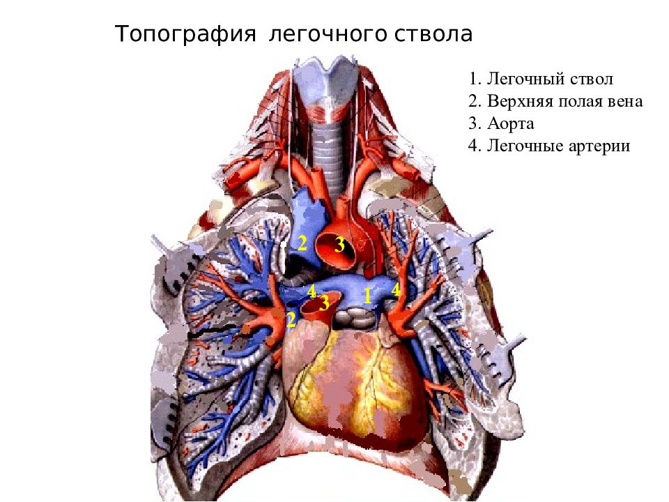 Легочный ствол картинка