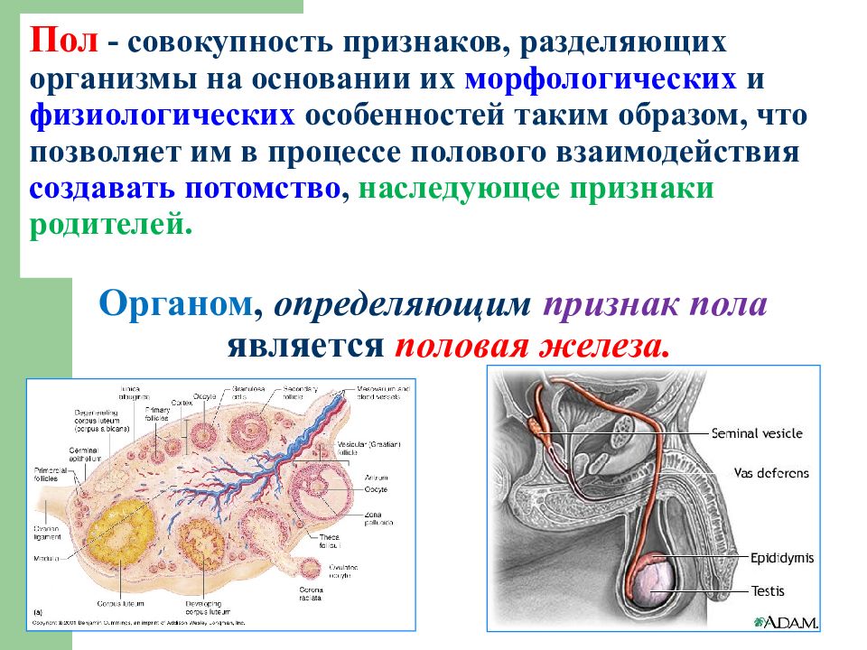 Совокупность черт человека. Совокупность морфологических и физиологических.