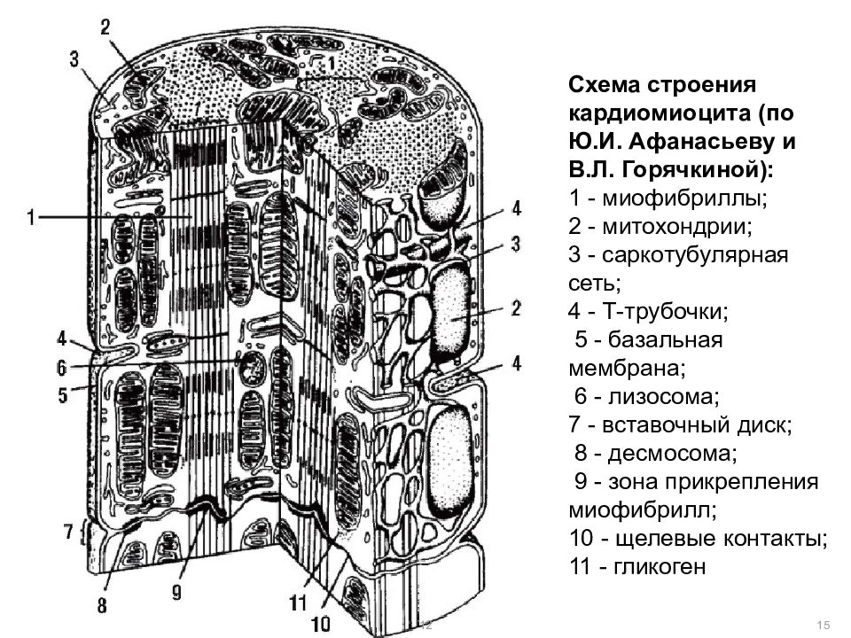 Схема соединения кардиомиоцитов вставочного диска