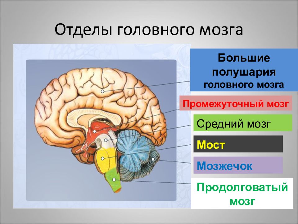 Головной мозг регулирует деятельность. Строение и функции отделов головного мозга. Структуры головного мозга биология 8 класс. Отделы промежуточного мозга 8 класс. Отделы головного мозга 8 класс биология.