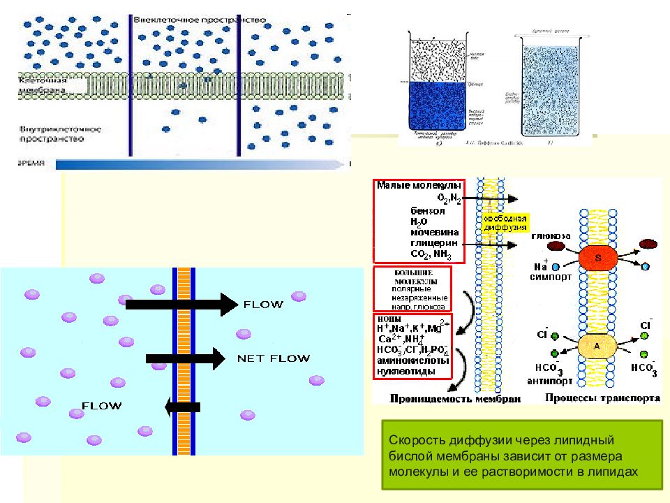Поступление веществ в клетку. Диффундировать через липидные мембраны. Фильтрация через липидные молекулы мембран. Пассивный транспорт веществ через бислой фосфолипидов.. Проницаемость мембраны зависит от её толщины.