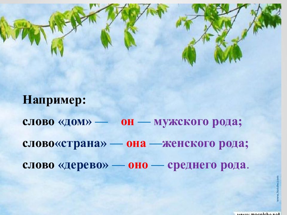 Дерево слова дом. Деревья мужского рода. Деревья женского рода названия. Род слова дерево. Дерево это мужской род или женский.