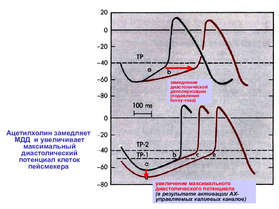 Потенциал действия пейсмекерных. График потенциала действия пейсмекерных клеток. Максимальный диастолический потенциал. Замедление деполяризации. Диастолическая деполяризация.