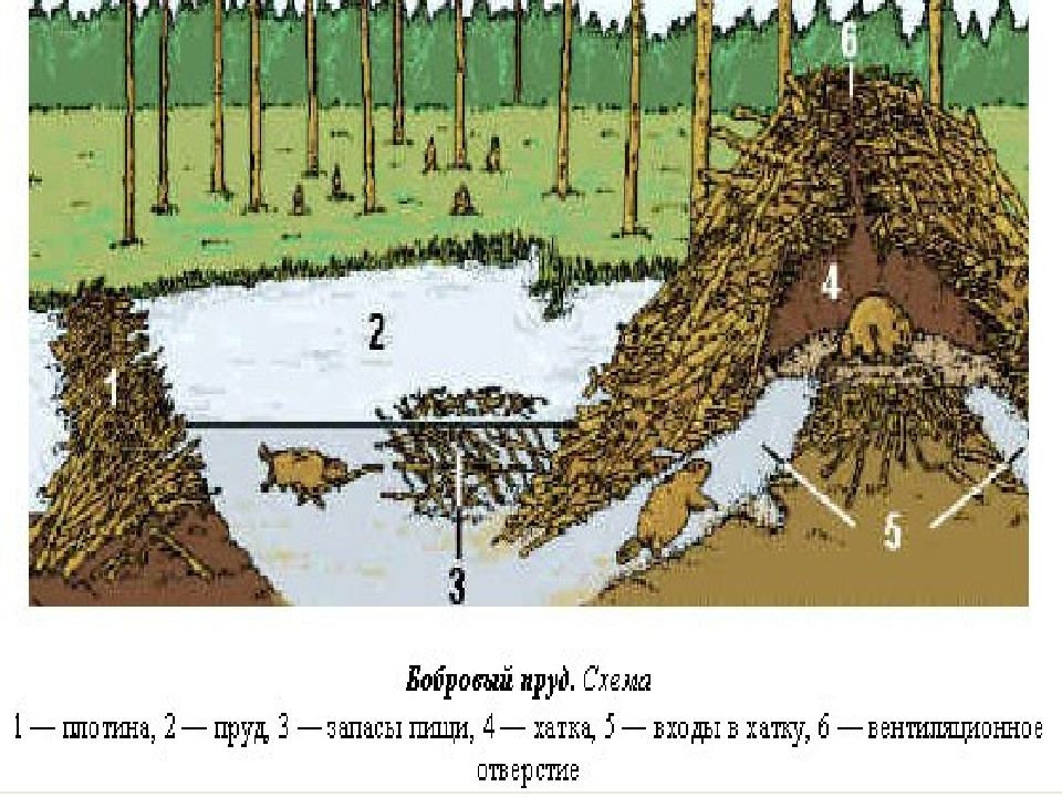 Схема бобровой хатки